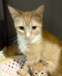 For rescue at Last Chance, Kent near Sussex, Surrey and London - ask for Robyn
