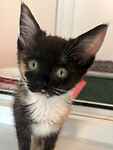 For rescue at Last Chance, Kent near Sussex, Surrey and London - ask for Whitney, Tiffany and Shirley