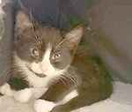 For rescue at Last Chance, Kent near Sussex, Surrey and London - ask for Hendrix and Henley