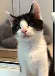 For rescue at Last Chance, Kent near Sussex, Surrey and London - ask for Eric and Sid