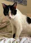 For rescue at Last Chance, Kent near Sussex, Surrey and London - ask for Pearl