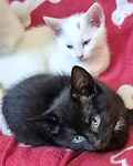 For rescue at Last Chance, Kent near Sussex, Surrey and London - ask for Crystal & Chocolate