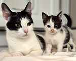 For rescue at Last Chance, Kent near Sussex, Surrey and London - ask for Miso & Dumpling