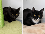 For rescue at Last Chance, Kent near Sussex, Surrey and London - ask for Maple and Coco