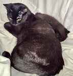 For rescue at Last Chance, Kent near Sussex, Surrey and London - ask for Toothless & Pouncer