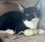 For rescue at Last Chance, Kent near Sussex, Surrey and London - ask for Alvin, Simon and Theodore