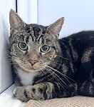 For rescue at Last Chance, Kent near Sussex, Surrey and London - ask for Rolo