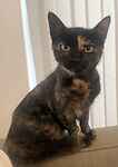 For rescue at Last Chance, Kent near Sussex, Surrey and London - ask for Pickle