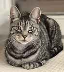 For rescue at Last Chance, Kent near Sussex, Surrey and London - ask for Tayto