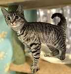 For rescue at Last Chance, Kent near Sussex, Surrey and London - ask for Zeke