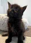 For rescue at Last Chance, Kent near Sussex, Surrey and London - ask for Salem and Binx