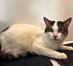 For rescue at Last Chance, Kent near Sussex, Surrey and London - ask for Max