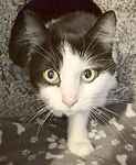 For rescue at Last Chance, Kent near Sussex, Surrey and London - ask for Dino & Angel