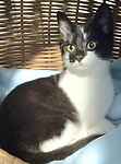 For rescue at Last Chance, Kent near Sussex, Surrey and London - ask for Spice and Bella