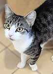 For rescue at Last Chance, Kent near Sussex, Surrey and London - ask for Silver & Paws, Binx and Riley