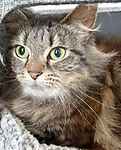For rescue at Last Chance, Kent near Sussex, Surrey and London - ask for Darleen & Waylon