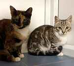 For rescue at Last Chance, Kent near Sussex, Surrey and London - ask for Shabby and Suede