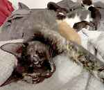For rescue at Last Chance, Kent near Sussex, Surrey and London - ask for Cleo and kittens