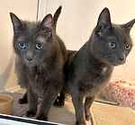 For rescue at Last Chance, Kent near Sussex, Surrey and London - ask for Tom and Jerry