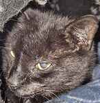 For rescue at Last Chance, Kent near Sussex, Surrey and London - ask for Sooty