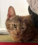 For rescue at Last Chance, Kent near Sussex, Surrey and London - ask for Nellie