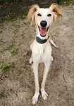 For rescue at Last Chance, Kent near Sussex, Surrey and London - ask for Ren