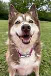 Cleo, a 10 years old female Siberian Husky available for adoption from Last Chance Animal Rescue in Kent