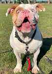 For rescue at Last Chance, Kent near Sussex, Surrey and London - ask for Reggie