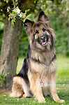 For rescue at Last Chance, Kent near Sussex, Surrey and London - ask for Heidi