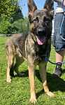 For rescue at Last Chance, Kent near Sussex, Surrey and London - ask for Axel