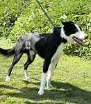 For rescue at Last Chance, Kent near Sussex, Surrey and London - ask for Oreo