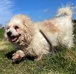 For rescue at Last Chance, Kent near Sussex, Surrey and London - ask for Buddy