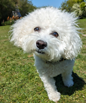 For rescue at Last Chance, Kent near Sussex, Surrey and London - ask for Poppy