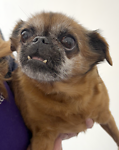 For rescue at Last Chance, Kent near Sussex, Surrey and London - ask for Tilly and Teabag