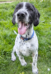 For rescue at Last Chance, Kent near Sussex, Surrey and London - ask for Simon