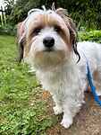 For rescue at Last Chance, Kent near Sussex, Surrey and London - ask for Riley