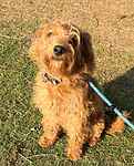 For rescue at Last Chance, Kent near Sussex, Surrey and London - ask for Mabel