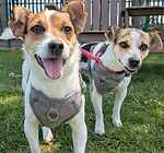 For rescue at Last Chance, Kent near Sussex, Surrey and London - ask for Roxy & Foxy