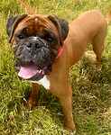 For rescue at Last Chance, Kent near Sussex, Surrey and London - ask for Archie