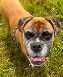 For rescue at Last Chance, Kent near Sussex, Surrey and London - ask for Ruby