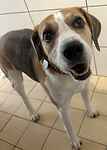 For rescue at Last Chance, Kent near Sussex, Surrey and London - ask for Roscoe