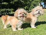 For rescue at Last Chance, Kent near Sussex, Surrey and London - ask for Cleo and Darcy