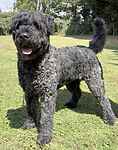 For rescue at Last Chance, Kent near Sussex, Surrey and London - ask for Misty