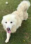 For rescue at Last Chance, Kent near Sussex, Surrey and London - ask for Samson