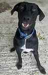 For rescue at Last Chance, Kent near Sussex, Surrey and London - ask for Ziggy