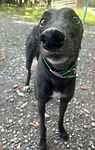 For rescue at Last Chance, Kent near Sussex, Surrey and London - ask for Clyde