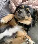 For rescue at Last Chance, Kent near Sussex, Surrey and London - ask for Poppy
