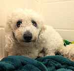 For rescue at Last Chance, Kent near Sussex, Surrey and London - ask for Sunshine