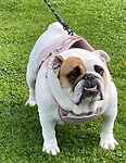 For rescue at Last Chance, Kent near Sussex, Surrey and London - ask for Molly May