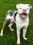For rescue at Last Chance, Kent near Sussex, Surrey and London - ask for Eddie